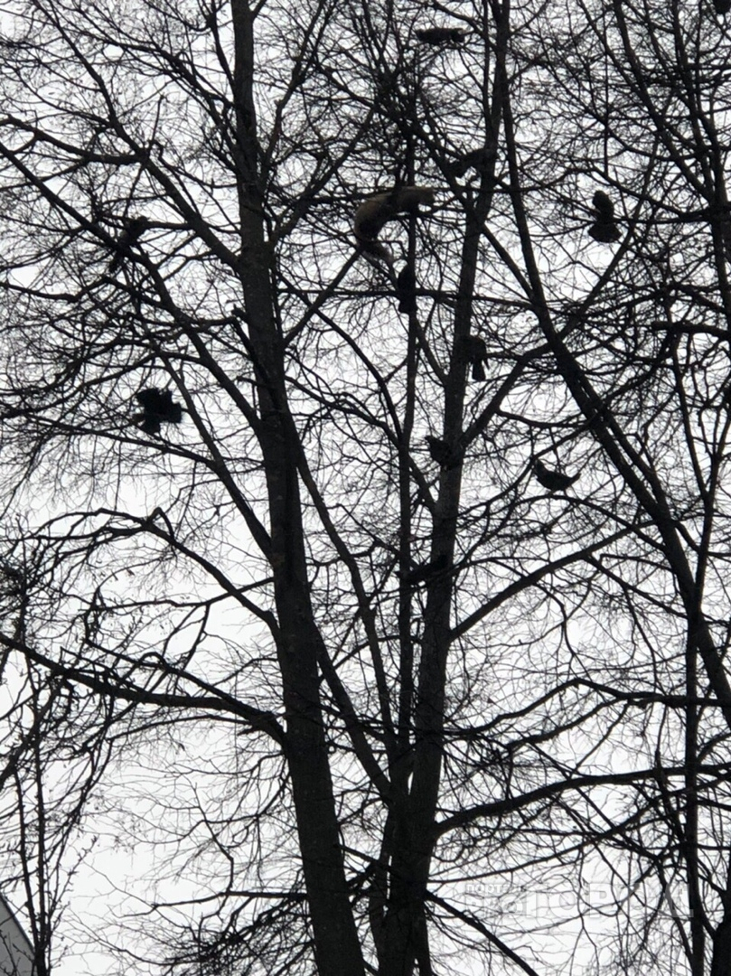 «Он не может слезть: в Йошкар-Оле вороны загнали домашнего хорька на дерево