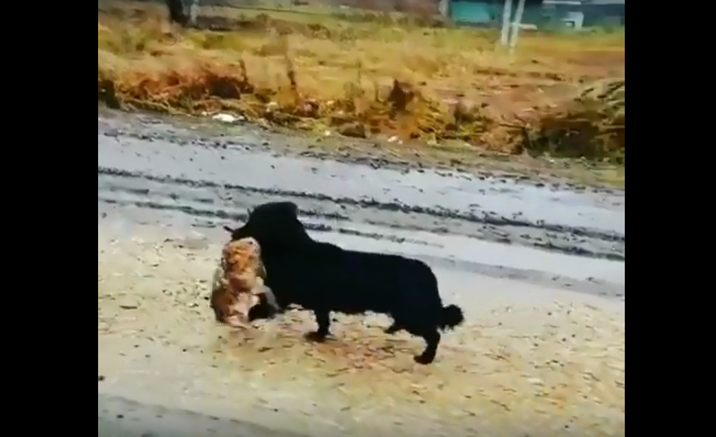 Йошкаролинцы встретили на Санчурском тракте пса с необычной добычей