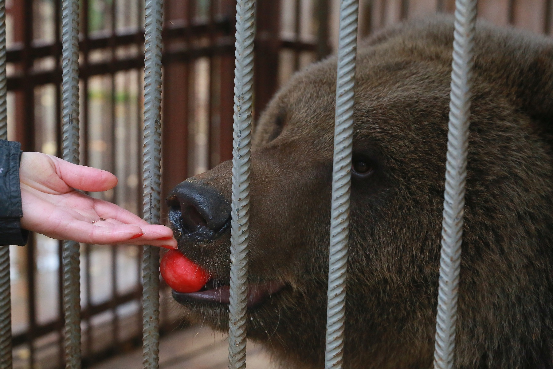 «До весны не будить»: в зоопарке в пригороде Йошкар-Олы медведица Дуся впала в спячку