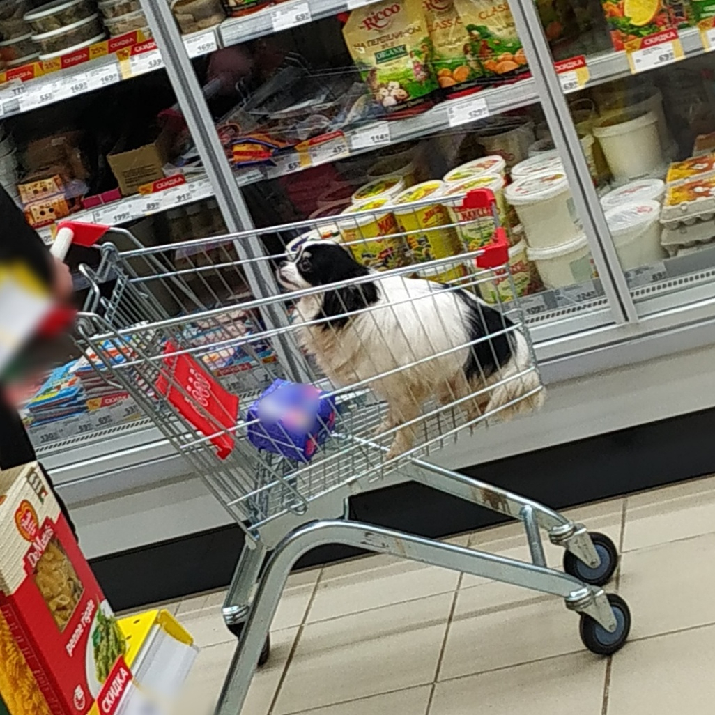 В Йошкар-Оле четвероногие "атакуют" местные супермаркеты