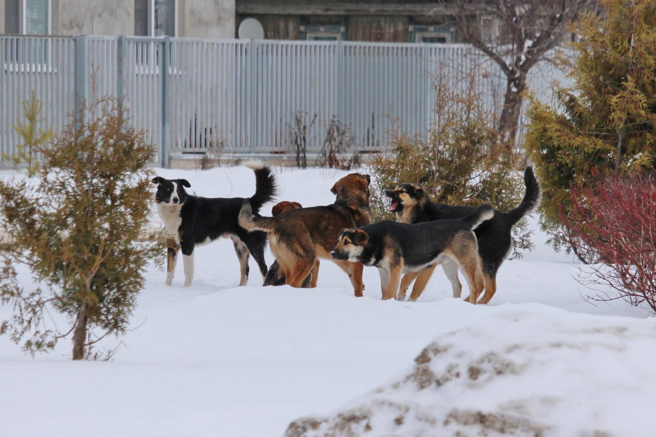 «И эта проблема никого не волнует»: на окраине Йошкар-Олы стая бродячих собак пугает прохожих