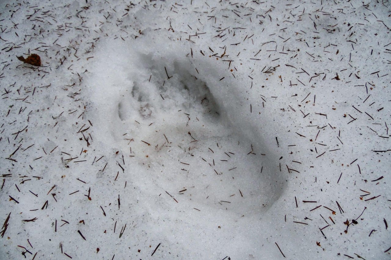 Никем не замеченные следы. Следы животных Марий Эл. Медведь Марий Эл след. Фото дороги со следами саней на мартовском снегу.