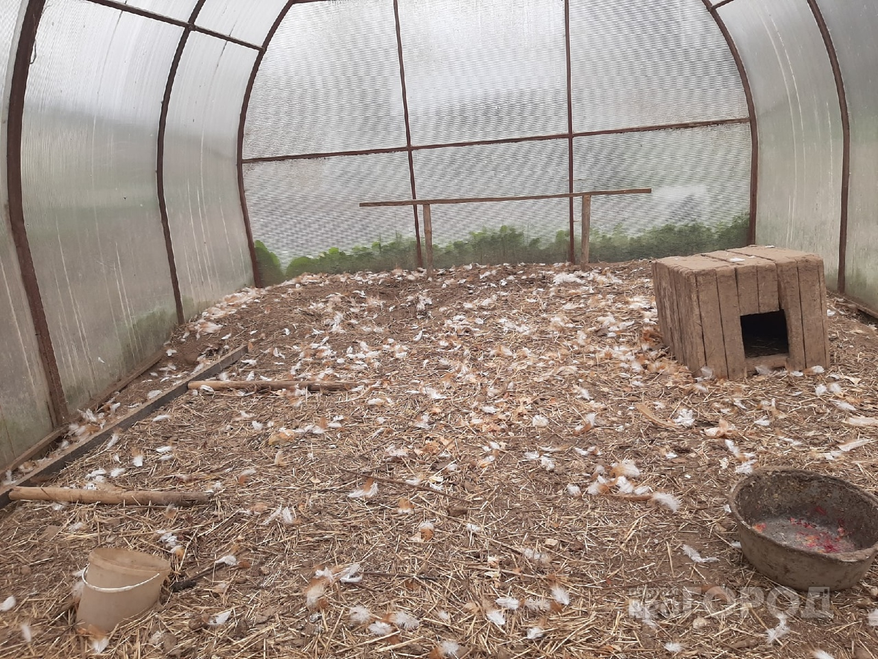 «Тушки были разбросаны по участку»: неизвестные убивают домашнюю птицу в одном из поселков Марий Эл