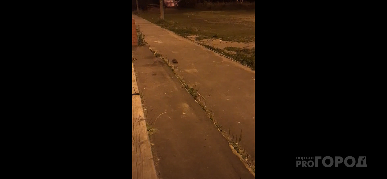 Видео дня: йошкаролинцы поздно вечером встретили во дворе необычного прохожего