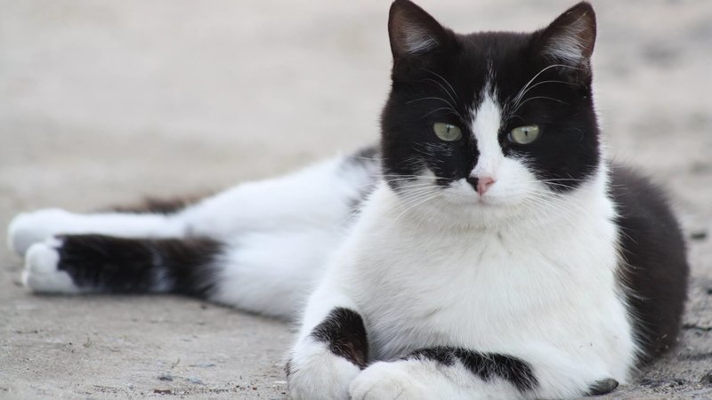 Жители Марий Эл хотят выбрать главой поселка кота Барсика