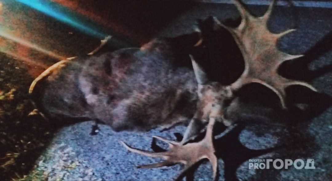 Смертельная встреча с лосем на трассе Марий Эл: автомобиль влетел в животное