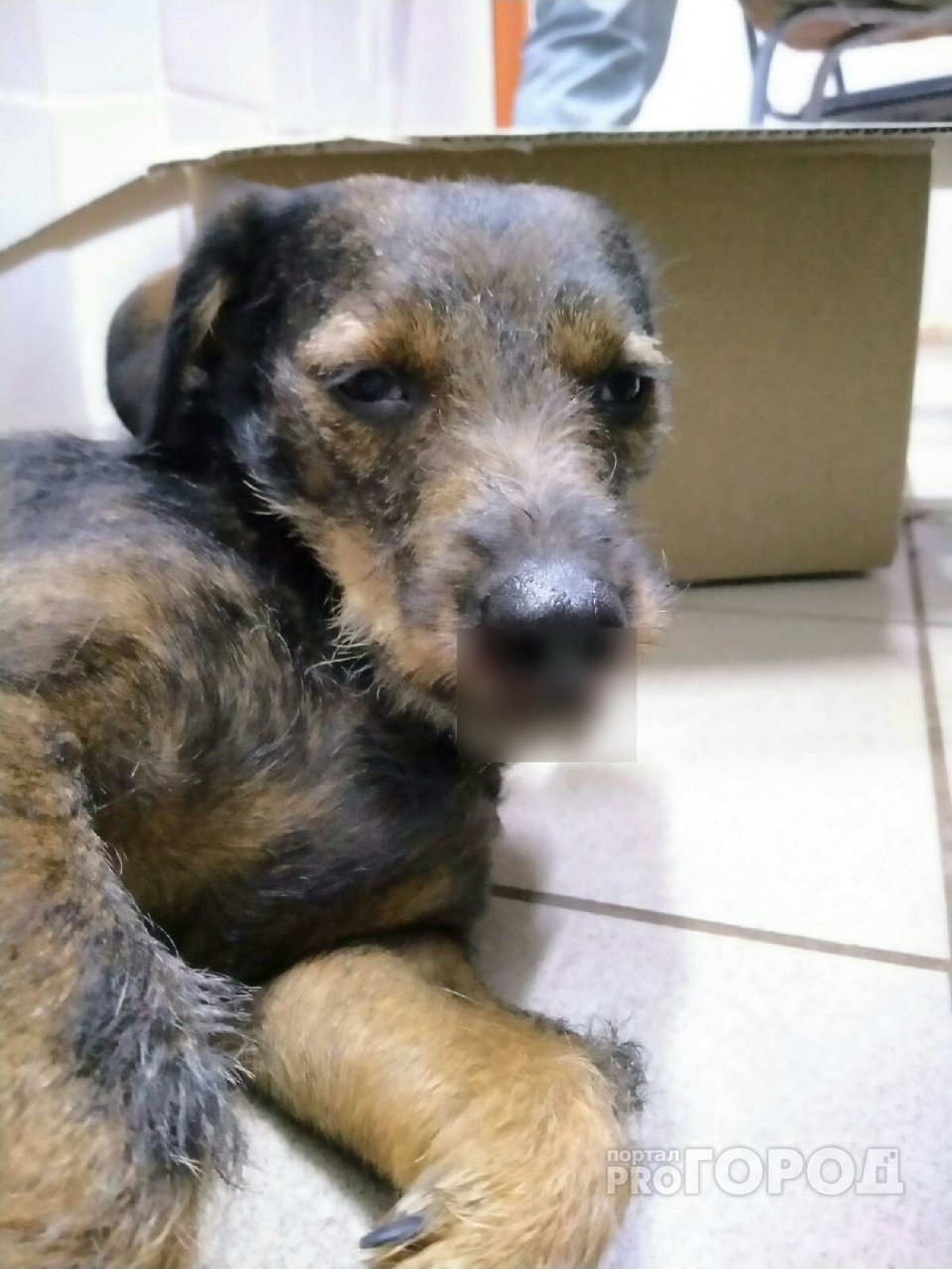 «Она скулила, но все проходили мимо»: в Йошкар-Оле неизвестный сбил домашнюю собаку