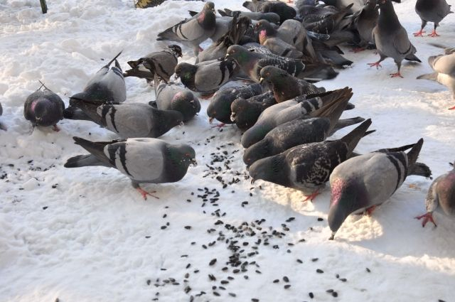 Последствия  праздников: в Йошкар-Оле массово гибнут голуби