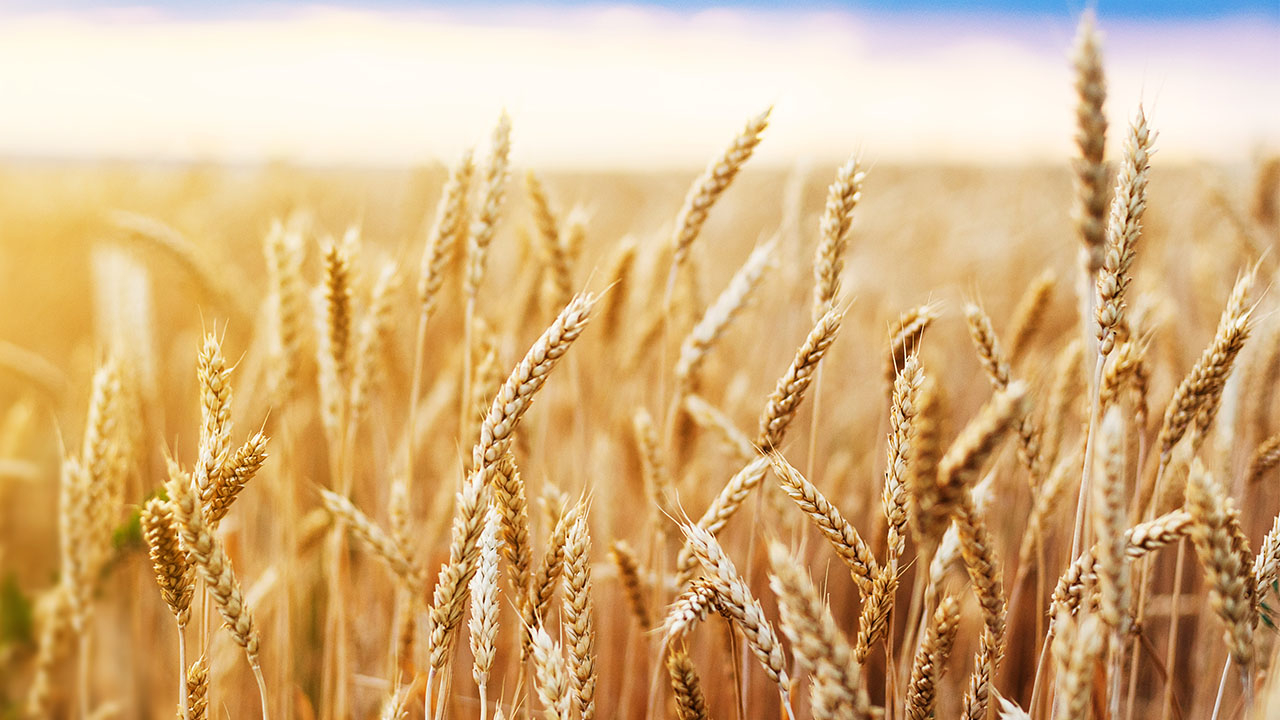 На бирже начались торги фьючерсом на российскую пшеницу