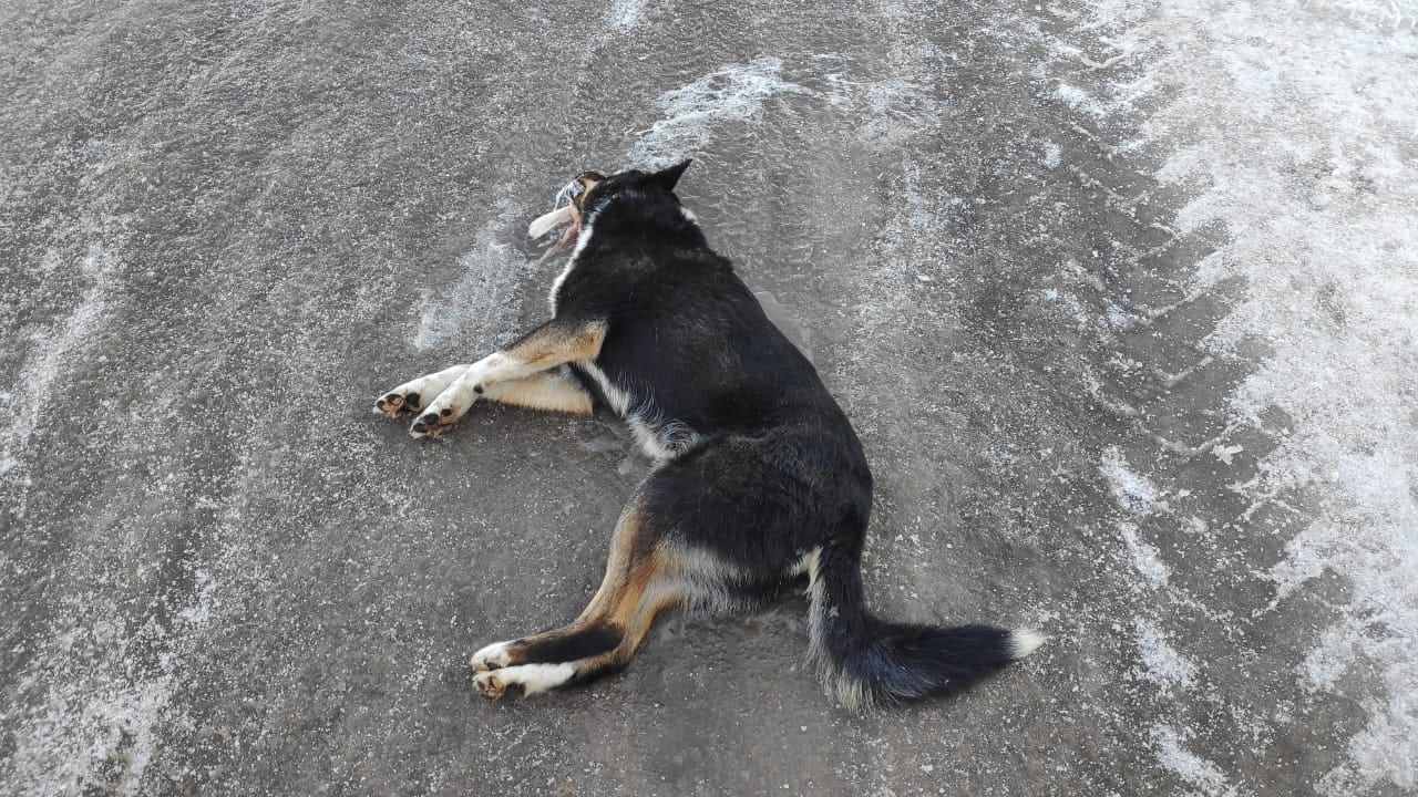 В Волжске массово травят собак: местные считают, что это дело рук отловщиков