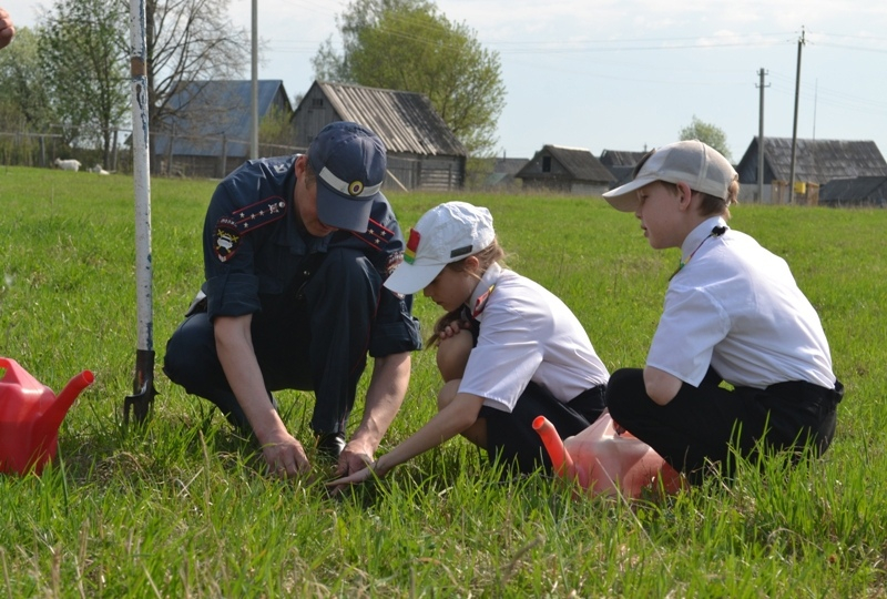 В Марий Эл в честь юбилея Госавтоинспекции высадили саженцы сосны