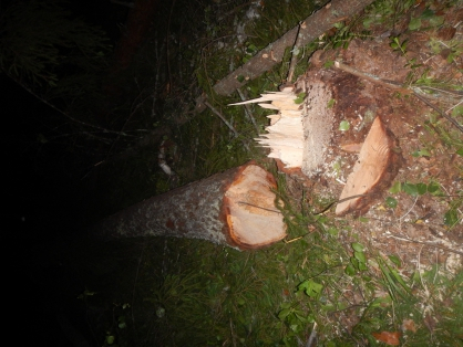 «Работал вместе с напарником»: в Марий Эл дерево насмерть придавило лесоруба