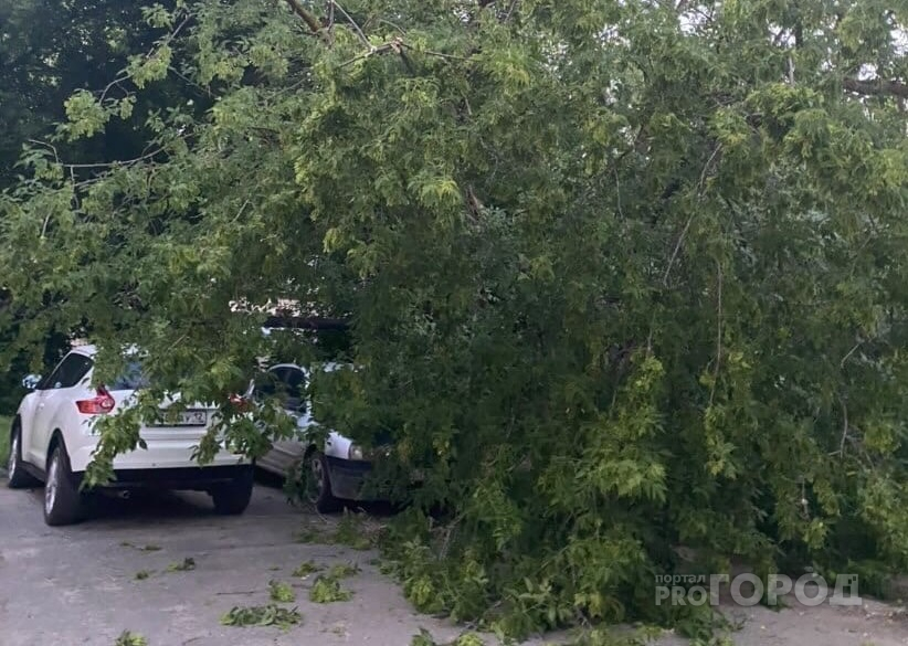 «Погода вносит коррективы»: в Йошкар-Оле дерево упало на автомобили