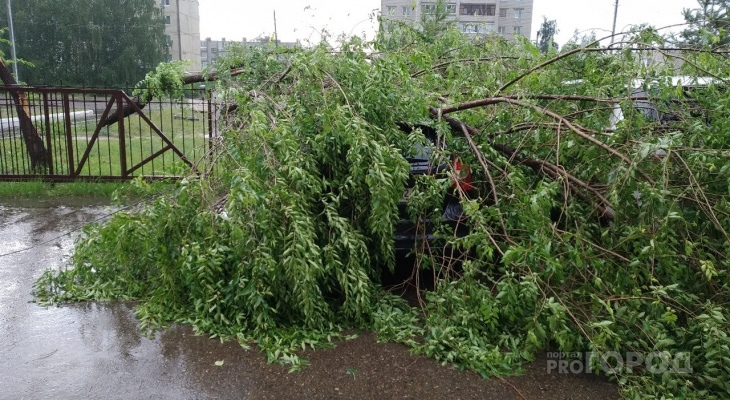 «Ветер ломает сучья деревьев»: жителей Марий Эл экстренно предупредили об ухудшении погоды