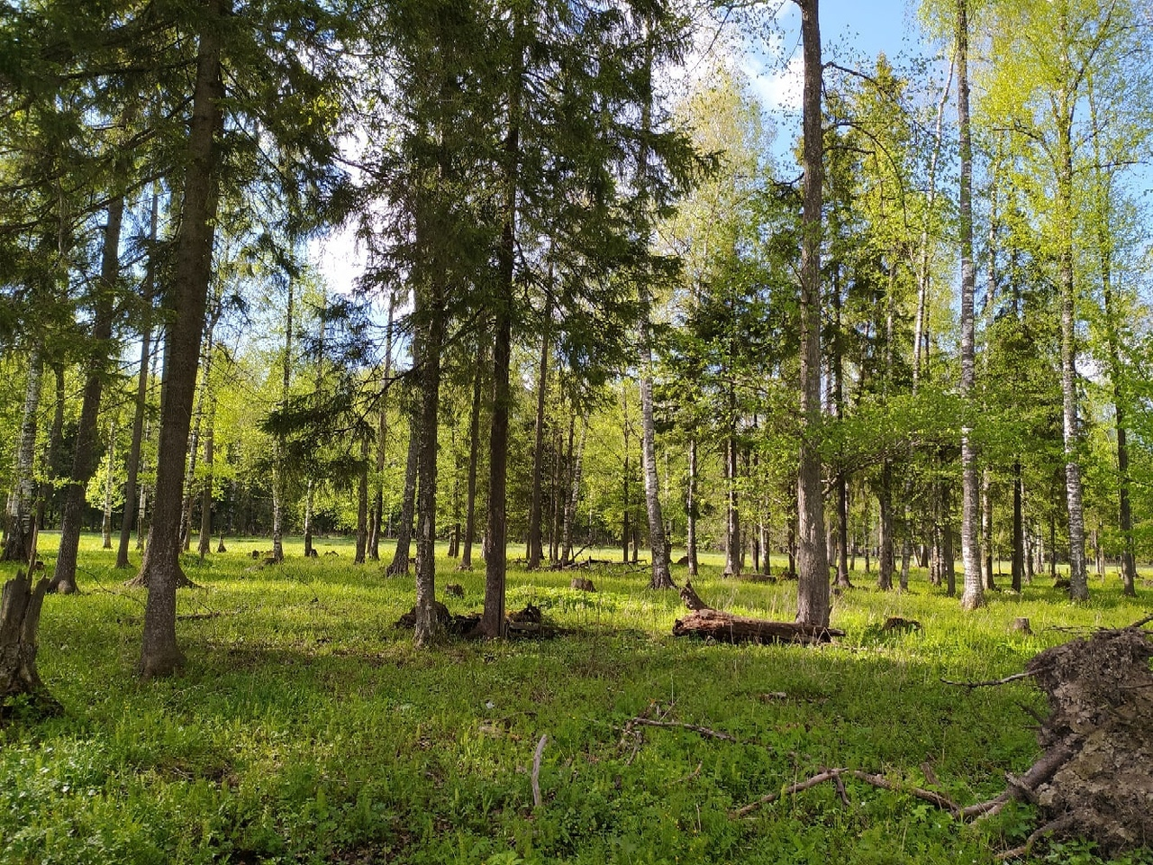 Житель Марий Эл получит 7 лет тюрьмы за незаконную вырубку леса