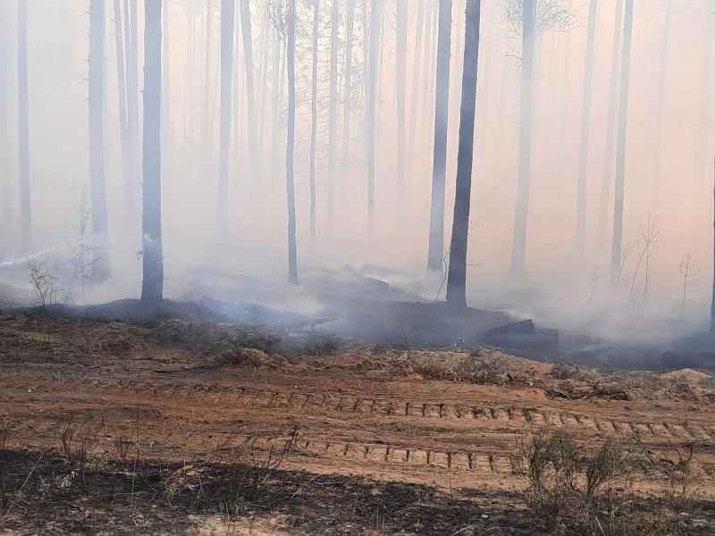 «Сосновый Бор под угрозой»: известны подробности масштабного пожара на озере Карась