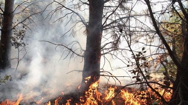 Площадь лесного пожара в Марий Эл увеличилась на 800 га