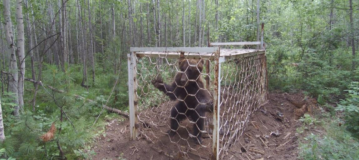 «Изверги оставили медвежонка умирать»: россиянин обнаружил в лесу клетку с животным