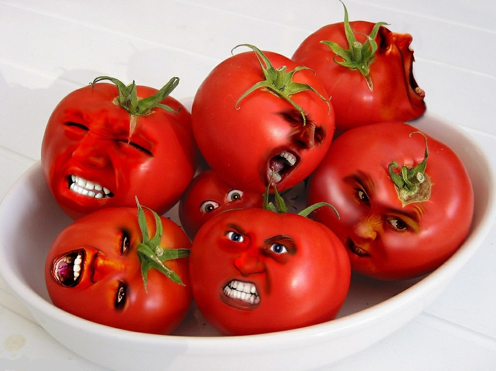 Созданы антиковидные помидоры