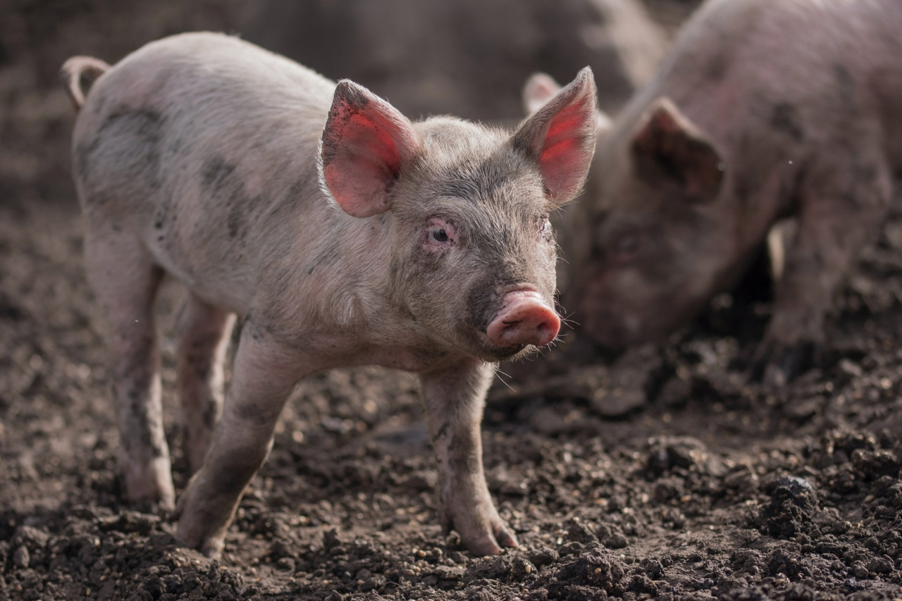 Жители Марий Эл получат более 300 тысяч рублей за изъятых свиней