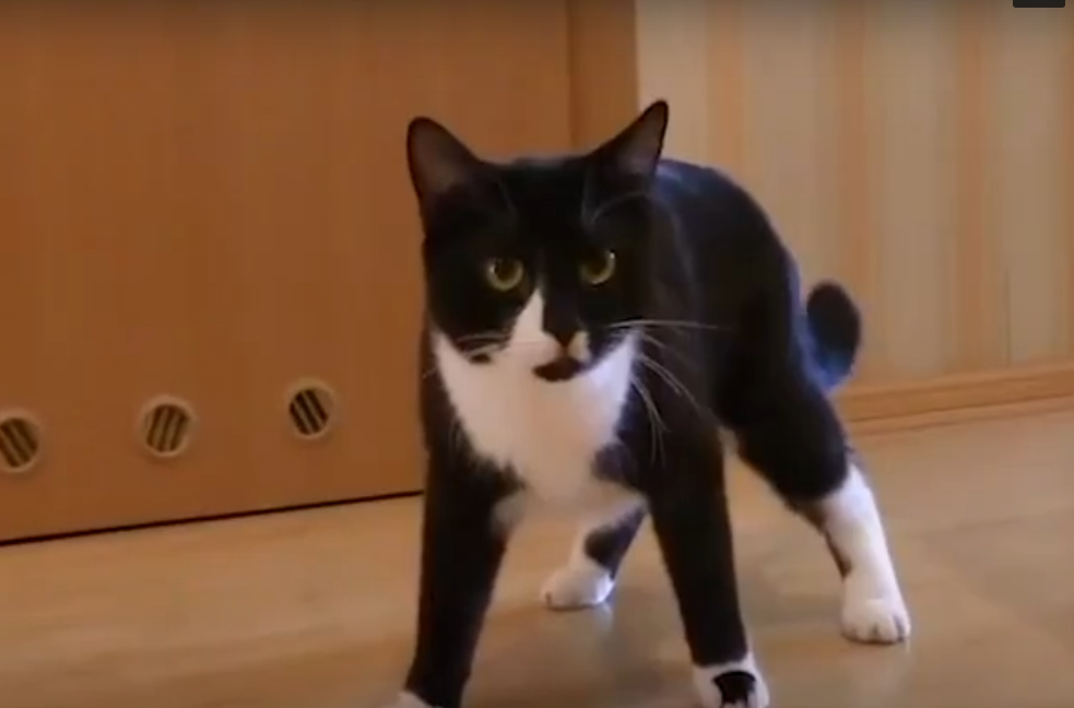 Минутка добра: россияне взяли котика на авито с неизлечимой болезнью