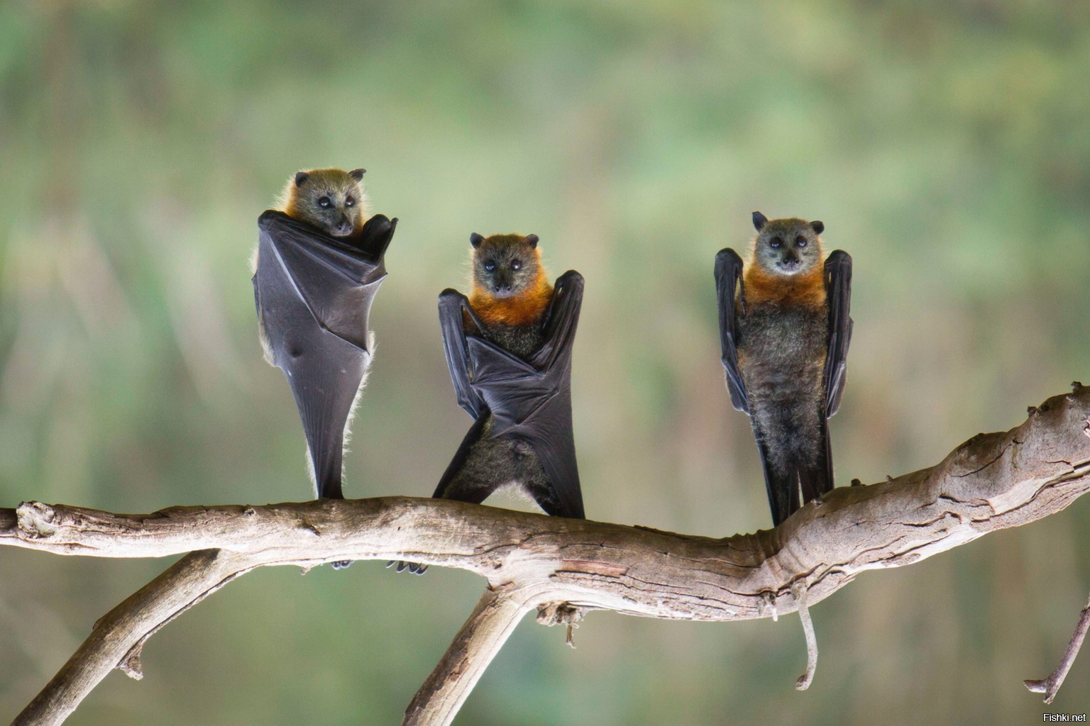 Ученые заявили о новом доказательстве природного происхождения COVID-19