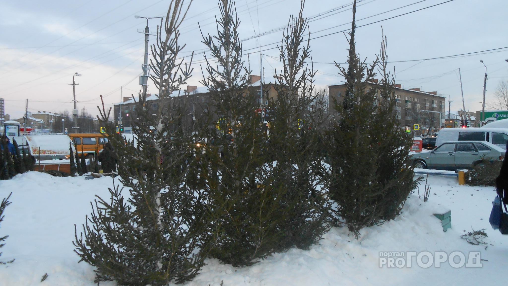 Стало известно, где в Йошкар-Оле будут законно продавать новогодние елки