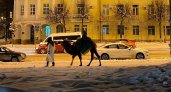 «Как в сказке»: йошкаролинцы беспокоятся за верблюда, на котором катаются по Йошкар-Оле