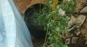В Марий Эл задержали «агронома» из Татарстана, выращивающего дома коноплю