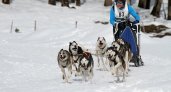 В Марий Эл впервые пройдет чемпионат по ездовым гонкам на собачьих упряжках