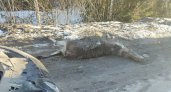 В Звениговском районе Марий Эл автомобилист насмерть сбил лося
