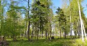 Йошкаролинца обвиняют в продаже леса на 1 миллион рублей за рубеж