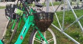 В Йошкар-Оле рой пчел "захватил" прокатный велосипед