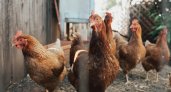 Из Марий Эл более 60 тонн мяса птицы отправили в Донецкую и Луганскую Народные Республики
