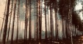 Природоохранная прокуратура взяла под контроль тушение лесного пожара в Юринском районе