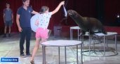В Йошкар-Оле 200 детей побывали за кулисами цирка и погладили морских львов