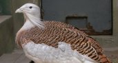 В Марий Эл обнаружили птиц, которых считали вымершими
