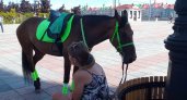 Владельцам грозит штраф за выгул лошадей на набережной Йошкар-Олы
