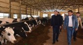 В Медведевском районе откроется роботизированная молочная ферма