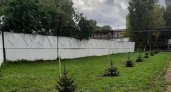 В Йошкар-Оле на улице Баумана высадили 20 елей