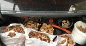 В Марий Эл грибами забивают багажники автомобилей