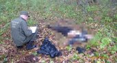 В лесу Марий Эл нашли тело пропавшего в начале октября пенсионера