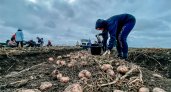 Жители Марий Эл больше всех едят картошку в Поволжье