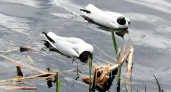 У погибших чаек у озера Чихайдарово подтвердили птичий грипп