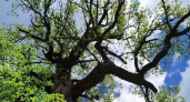 “Дуб Пугачева” из Марий Эл борется за звание главного дерева страны