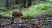 Как безопасно собирать, хранить и готовить грибы: рекомендации Роспотребнадзора