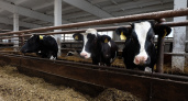В Марий Эл борются с распространением лейкоза среди коров: установлен карантин в 27 личных хозяйства