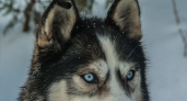 В Марий Эл пройдет забег с участием хаски в память о подвиге Балто и других ездовых собак на Аляске 