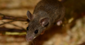 В Марий Эл кратно увеличилась заболеваемость мышиной лихорадкой