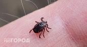 От клещей в Марий Эл пострадало 96 детей